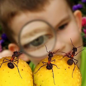 ребенок и муравьи