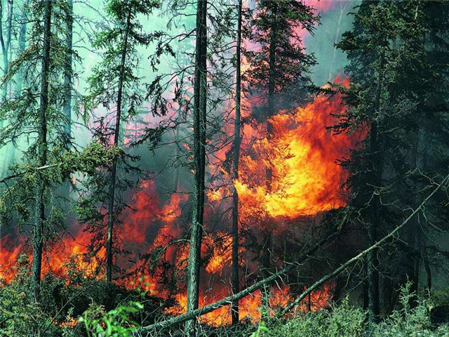 О пожарной безопасности в лесах
