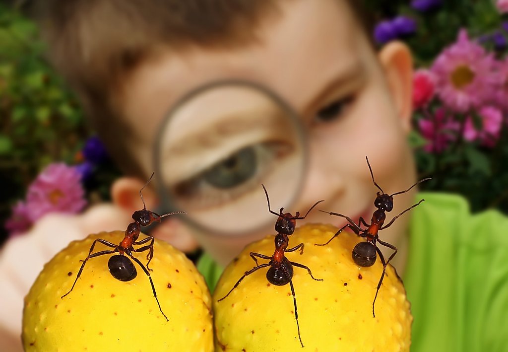 ребенок и муравьи